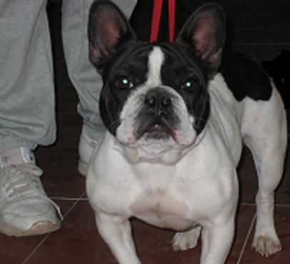 hembra adulta de bulldog frances