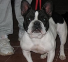 hembra adulta de bulldog frances - mejor precio | unprecio.es