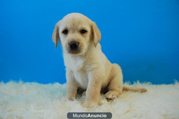 Labrador , cachorritos de calidad, ven a verlos, somos criadores