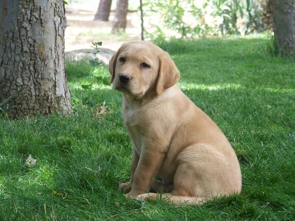 Labradore Retriever cachorritos