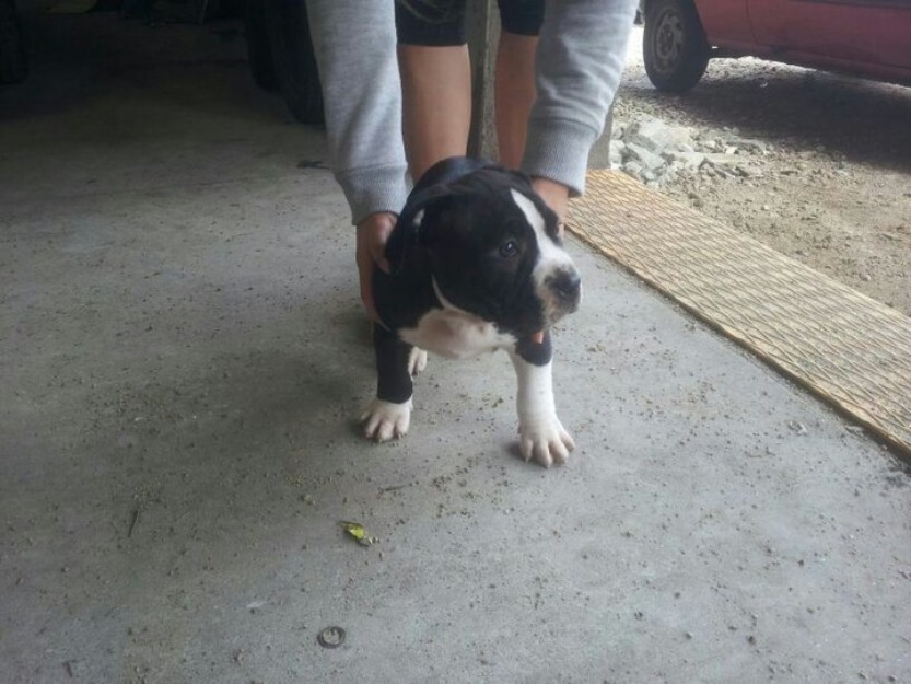 Se vende cachorro de pitbull (150€)