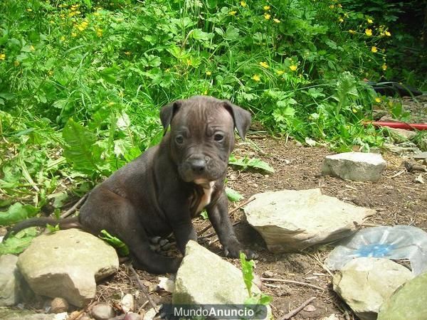 ultimos american pit bull terrier