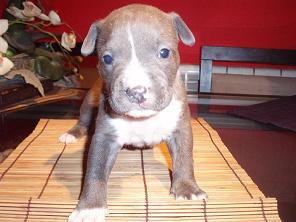 VENDO CAMADA DE AMERICAN STAFFORDSHIRE