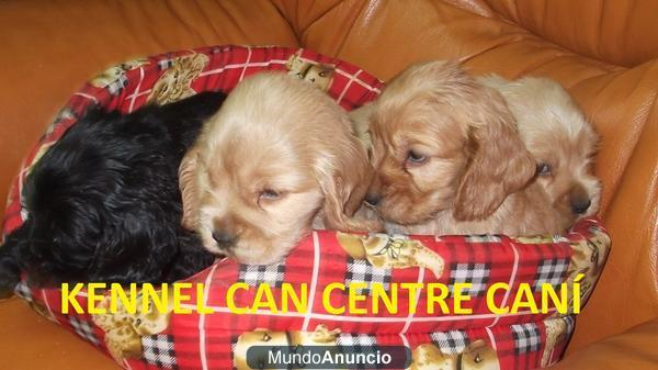 A la venta cachorros de Cocker Ingles