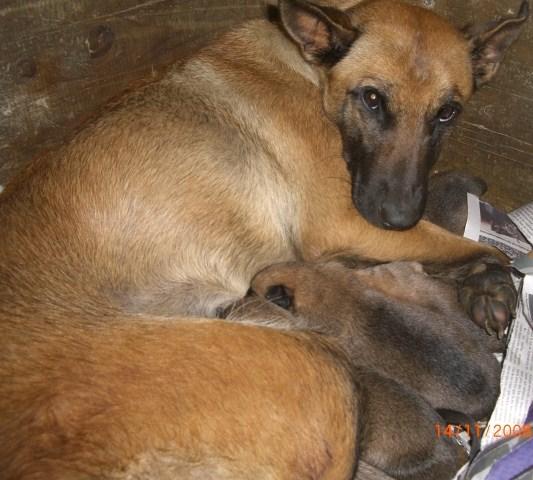 Cachorros Malinois