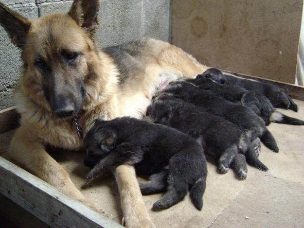 Cachorros pastor aleman