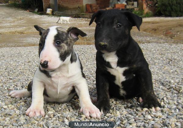 Camada Bull Terrier 400€