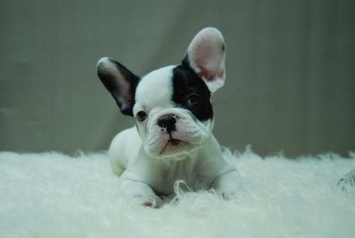 CAMADA DE BULL DOG FRANCES**HEMBRAS Y MACHOS DE 2 MESES//