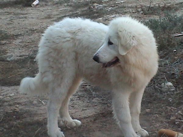 perro montaña del pirineo