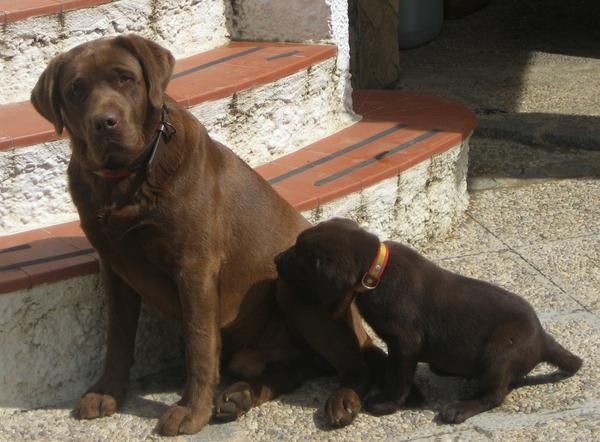 PRECIOSOS LABRADORES CHOCOLATES (2 HEMBRAS)