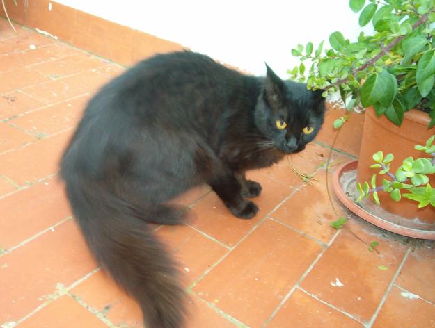 REGALO GATO NEGRO DE PELO LARGO