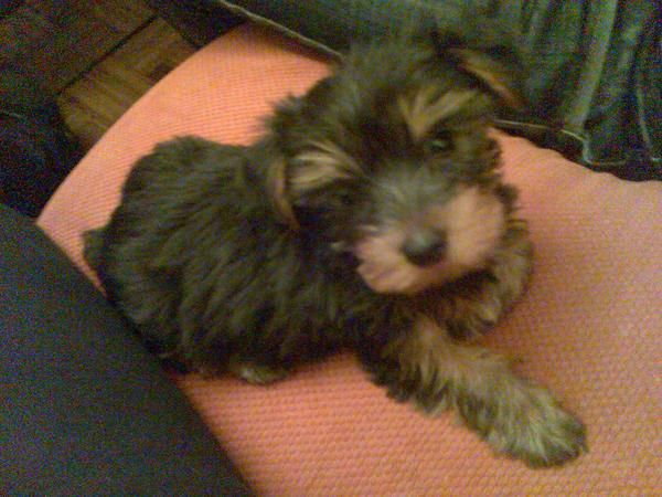 Se vende cachorro de Yorkshire (2 meses)