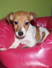 Vendo cachorritos de Jack Rassell, económicos - Valencia - mejor precio | unprecio.es