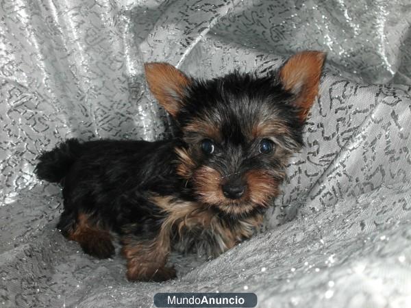 YORKSHIRE TERRIER, perros, cachorros –GARANTIA AQUANATURA- criadero, venta.