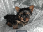 YORKSHIRE TERRIER, perros, cachorros –GARANTIA AQUANATURA- criadero, venta. - mejor precio | unprecio.es