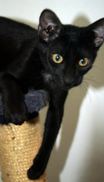 Torrado, negrito encantador en adopción (8 meses)