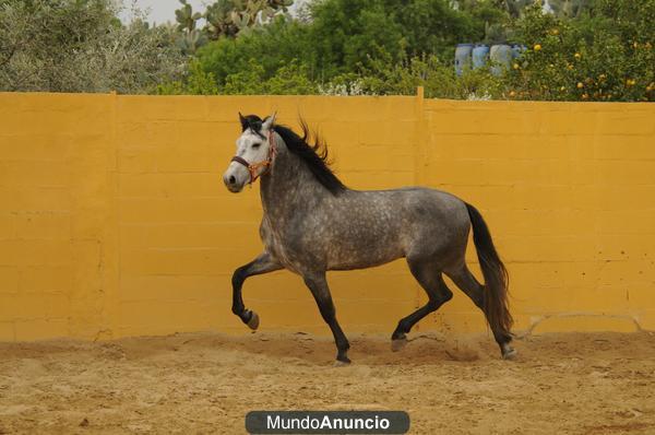 magnifico ejemplar pura raza española