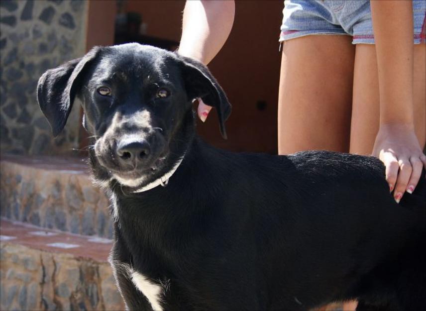 MONTUS, perro joven en adopción