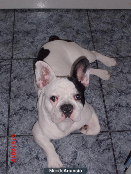 bulldog frances monta salamanca