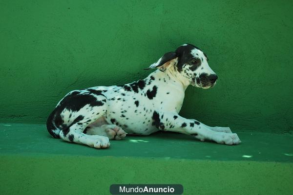 Dogos alemanes, excelente calidad, gran danes, cachorros disponibles,CRIADERO