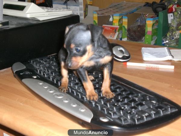 Mini pinscher machos y hembras a 288 euros