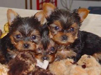 Pura raza Yorkshire Terrier cachorro