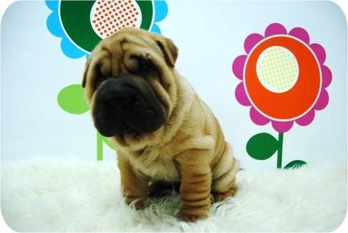 Shar Pei camada en color beige.