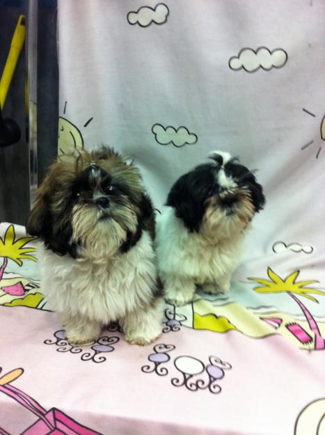 shih tzu los perritos de la suerte