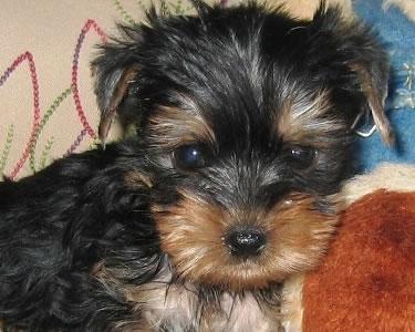 Yorkshire Terrier Miniatura