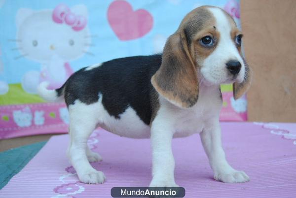 Beagles tricolor, precio especial 270€