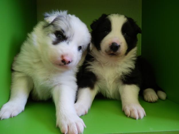 CACHORROS BORDER COLLIE