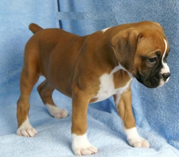 Cachorros de Boxer muy guapetones