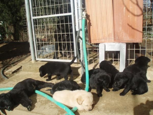 cachorros de labrador padres a la vista