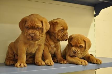 Cachorros dogo de burdeos