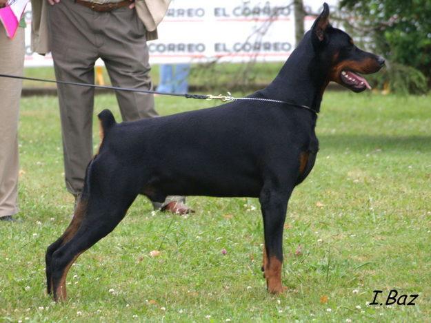 Camada Dobermann (Gandy Royal Bell x D¨Sua De Bertiz )