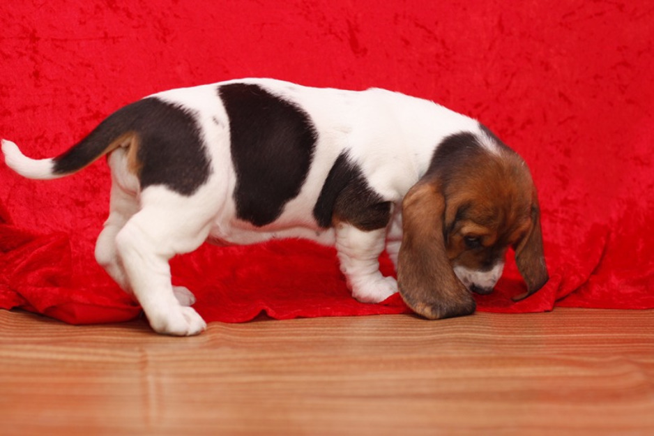 Hembra Cachorro de Basset Hound Disponible