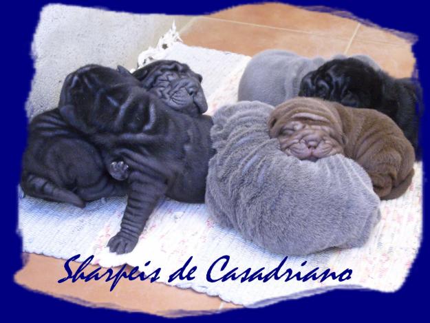 NUEVAS CAMADAS SHAR PEI CASADRIANO (AZULES, NEGROS Y CHOCOLATE)