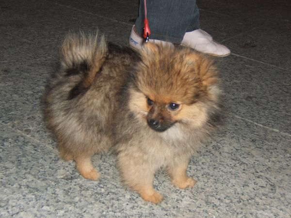 Quiero un cachorro de pomerania