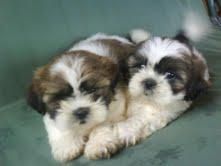 SHIH  TZU   380   c/u