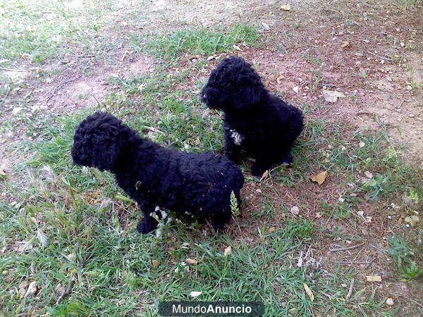 Vendo Autenticos cachorros de agua,perfectos,no dan alergia.