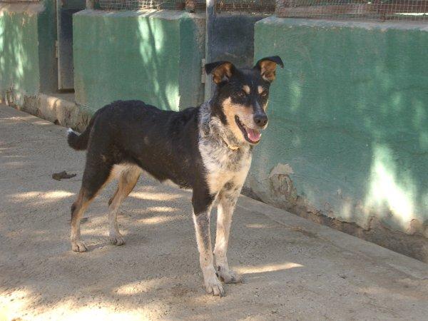 adopcion perro