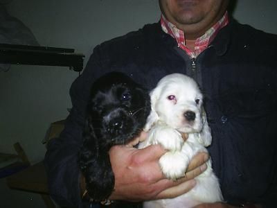 CACHORRITOS COCKER SPANIEL