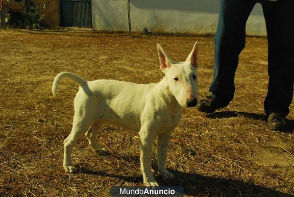 Cachorro de Bullterrier hEMBRA blanca con 3 meses y medio 400er