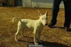 Cachorro de Bullterrier hEMBRA blanca con 3 meses y medio 400er - mejor precio | unprecio.es