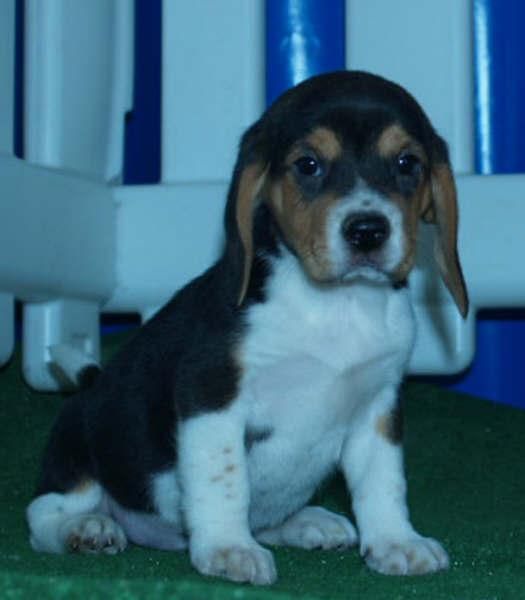 Cachorros Beagle pura raza en venta