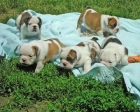 cachorros bulldog ingles a la venta - mejor precio | unprecio.es