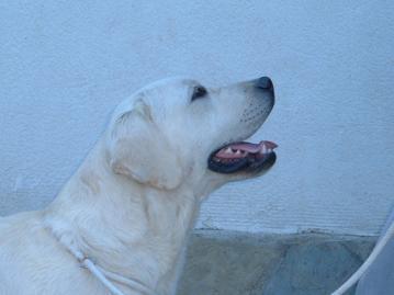 cachorros venta labrador