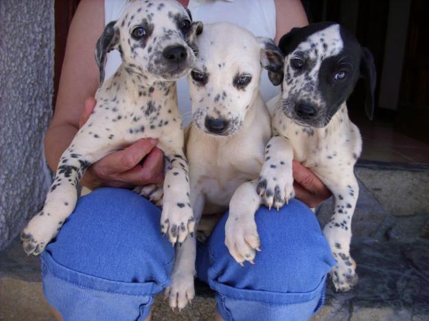 dalmatas cachorritos muy bonitos