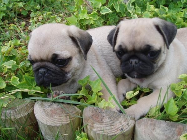 EL RINCON DEL CACHORRO,CARLINOS  DISPONIBLES