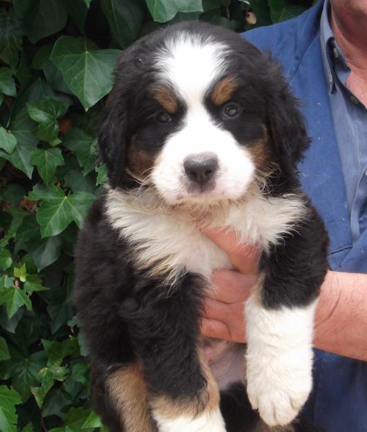 Lindos cachorros de boyero de berna